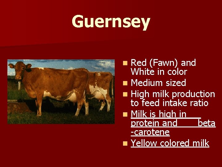 Guernsey Red (Fawn) and White in color n Medium sized n High milk production