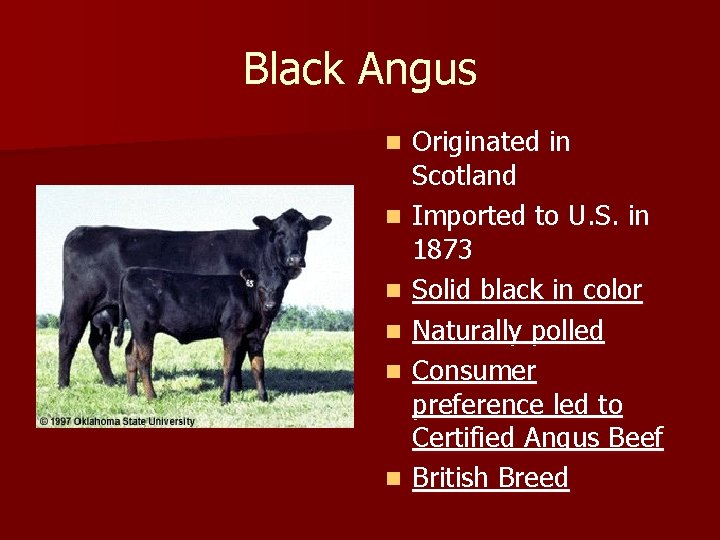 Black Angus n n n Originated in Scotland Imported to U. S. in 1873