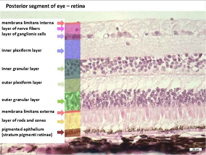 Posterior segment of eye – retina membrana limitans interna layer of nerve fibers layer