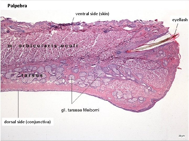 Palpebra ventral side (skin) eyellash dorsal side (conjunctiva) 