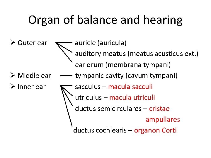Organ of balance and hearing Ø Outer ear auricle (auricula) auditory meatus (meatus acusticus