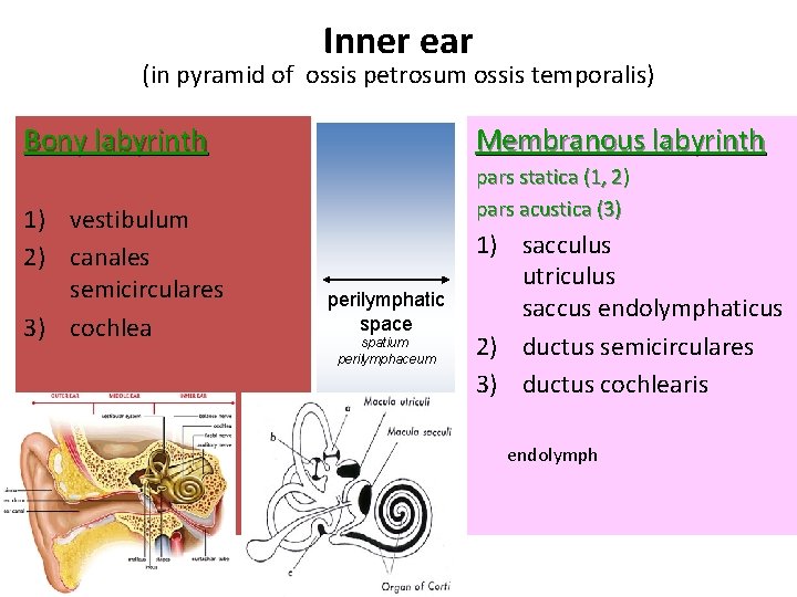 Inner ear (in pyramid of ossis petrosum ossis temporalis) Bony labyrinth 1) vestibulum 2)