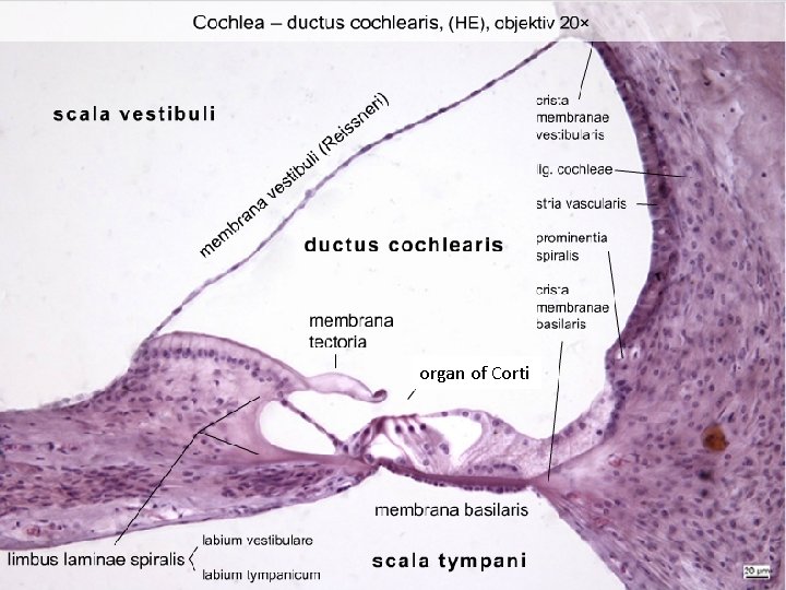 organ of Corti 