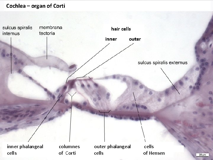 Cochlea – organ of Corti hair cells inner outer inner phalangeal columnes outer phalangeal