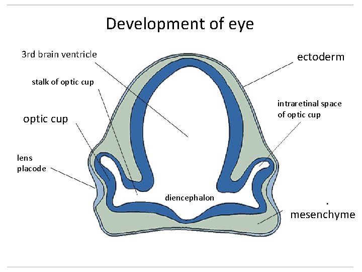Development of eye 3 rd brain ventricle ectoderm stalk of optic cup intraretinal space