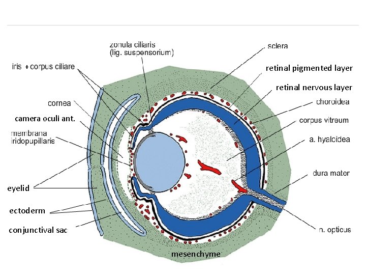 + retinal pigmented layer retinal nervous layer camera oculi ant. eyelid ectoderm conjunctival sac