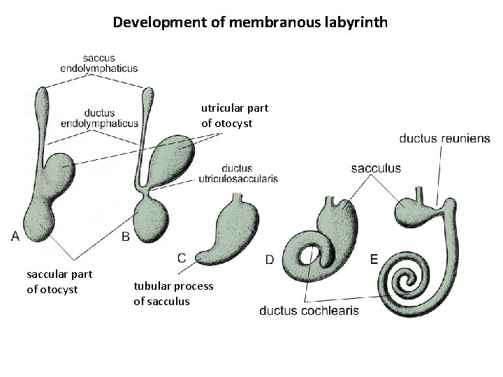 Development of membranous labyrinth utricular part of otocyst saccular part of otocyst tubular process