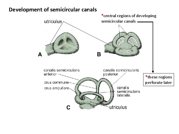 Development of semicircular canals *central regions of developing semicircular canals *these regions perforate later