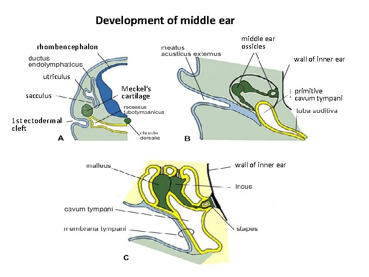 Development of middle ear ossicles rhombencephalon wall of inner ear utriculus sacculus Meckel‘s cartilage