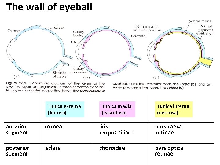 The wall of eyeball Tunica externa (fibrosa) Tunica media (vasculosa) Tunica interna (nervosa) anterior