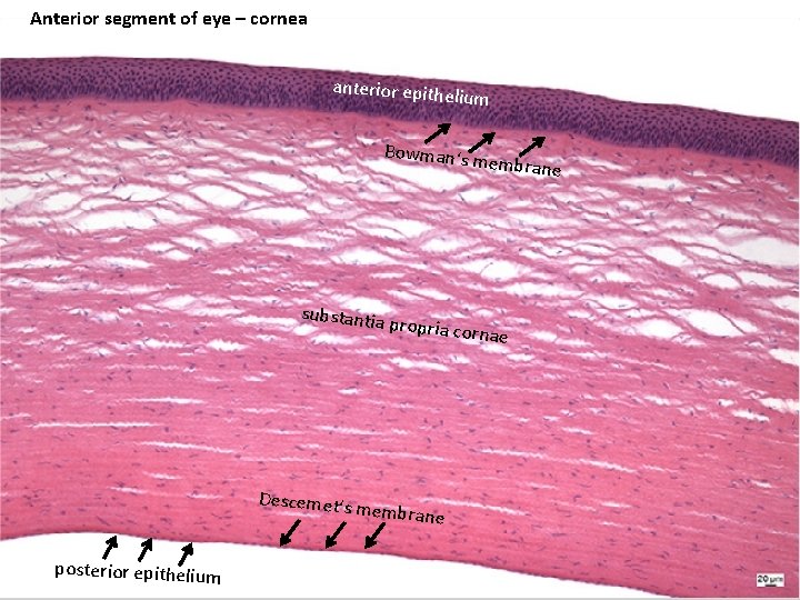 Anterior segment of eye – cornea anterior epithe lium Bowman‘s m embrane substantia propria