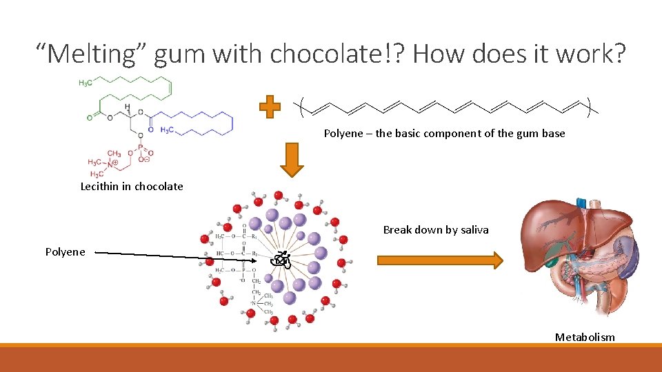“Melting” gum with chocolate!? How does it work? Polyene – the basic component of