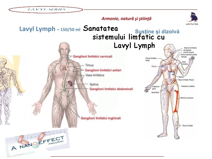Sanatatea sistemului limfatic cu Lavyl Lymph 