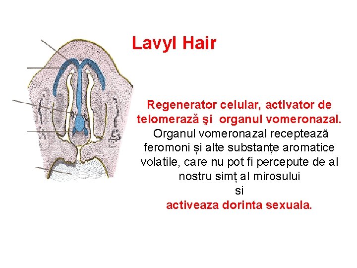Lavyl Hair Regenerator celular, activator de telomerază şi organul vomeronazal. Organul vomeronazal receptează feromoni