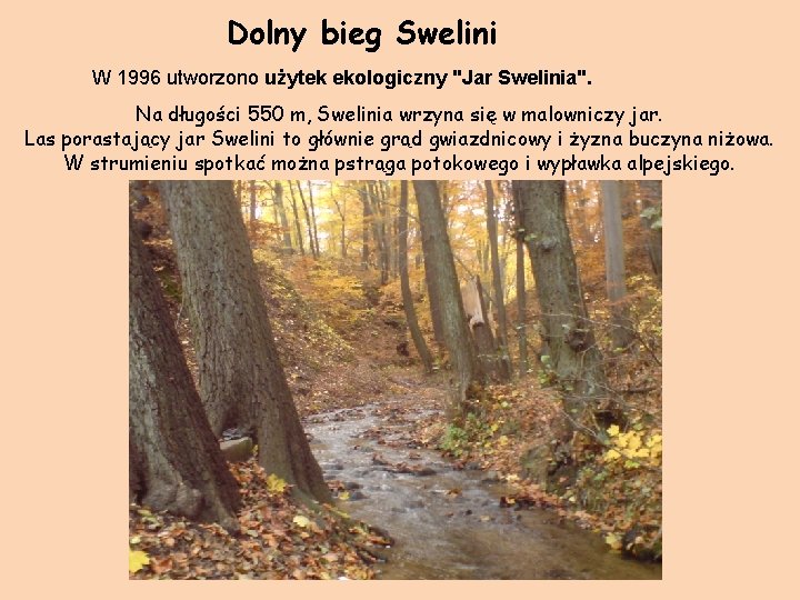 Dolny bieg Swelini W 1996 utworzono użytek ekologiczny "Jar Swelinia". Na długości 550 m,