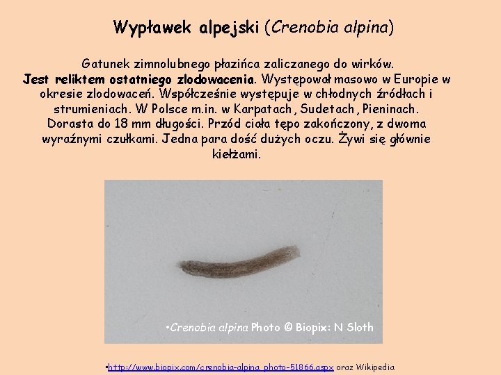 Wypławek alpejski (Crenobia alpina) Gatunek zimnolubnego płazińca zaliczanego do wirków. Jest reliktem ostatniego zlodowacenia.