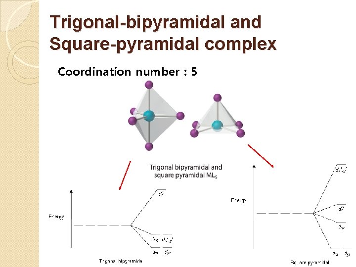 Trigonal-bipyramidal and Square-pyramidal complex Coordination number : 5 