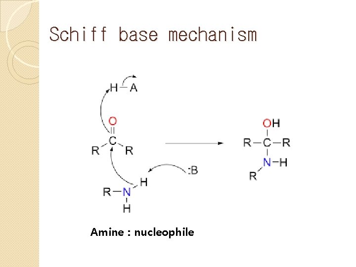 Schiff base mechanism Amine : nucleophile 