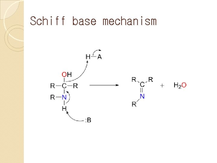 Schiff base mechanism 