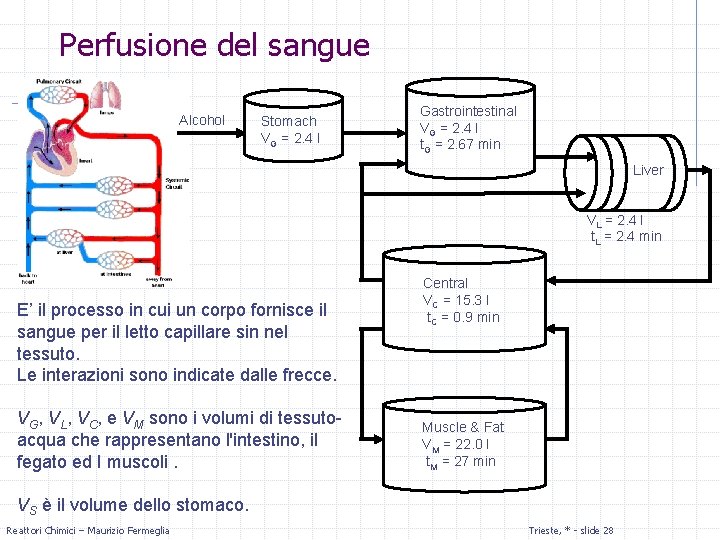 Perfusione del sangue Alcohol Stomach VG = 2. 4 l Gastrointestinal VG = 2.