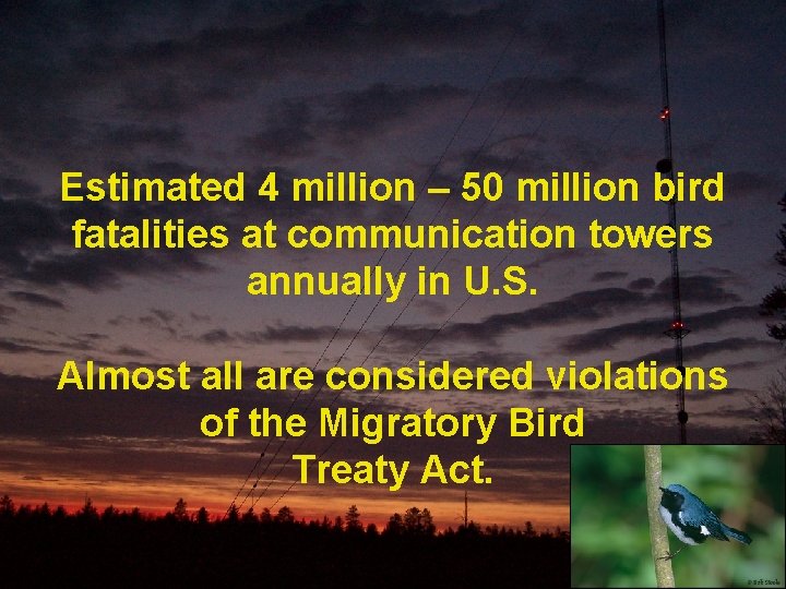 Estimated 4 million – 50 million bird fatalities at communication towers annually in U.