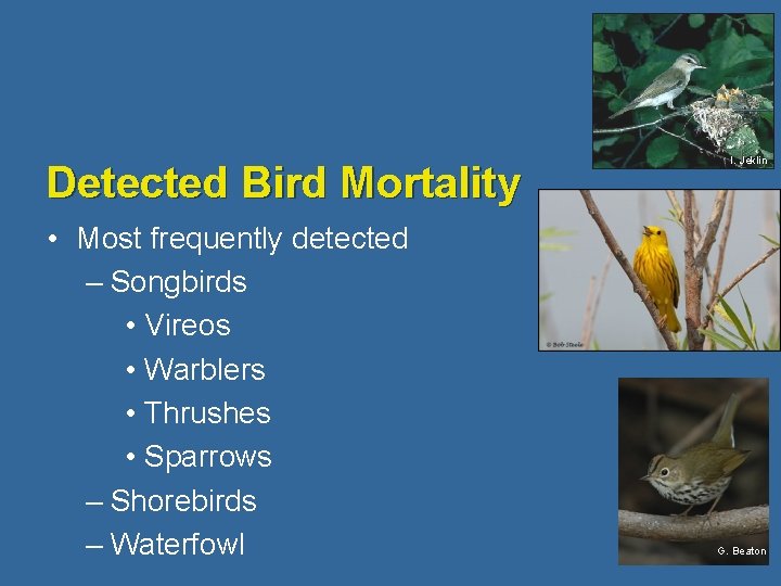 Detected Bird Mortality • Most frequently detected – Songbirds • Vireos • Warblers •