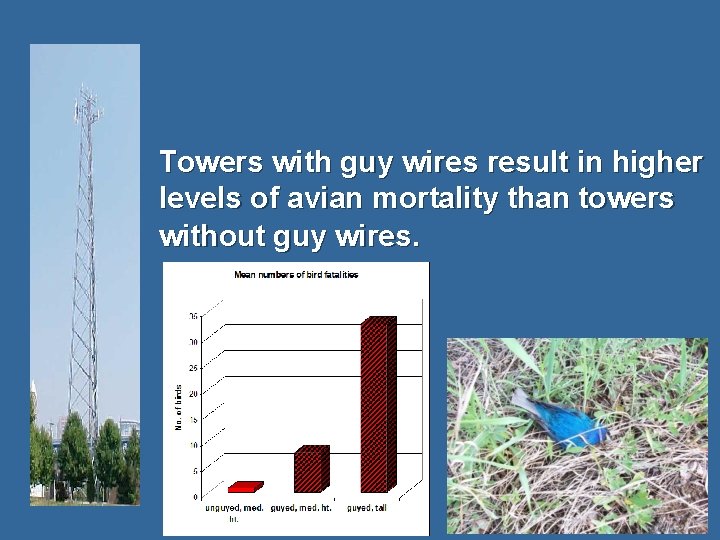  Towers with guy wires result in higher levels of avian mortality than towers
