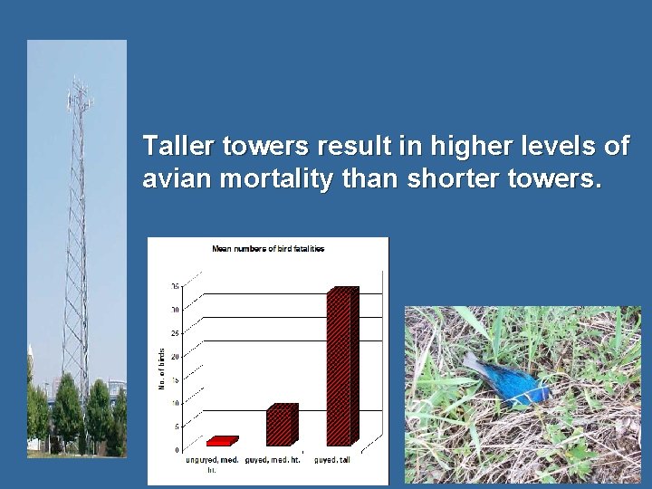 Taller towers result in higher levels of avian mortality than shorter towers. 