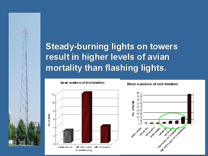  Steady-burning lights on towers result in higher levels of avian mortality than flashing