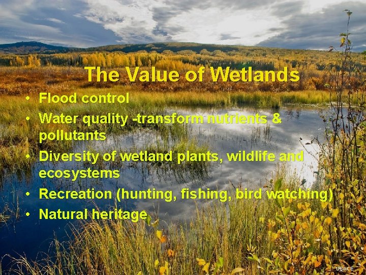 The Value of Wetlands • Flood control • Water quality -transform nutrients & pollutants