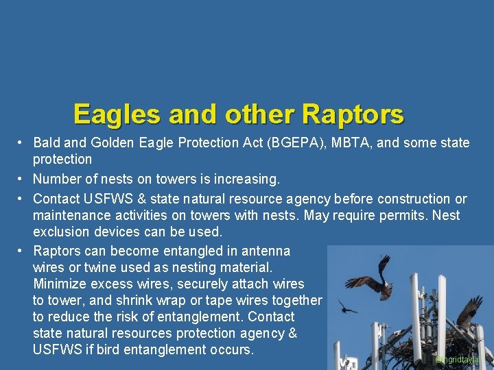 Eagles and other Raptors • Bald and Golden Eagle Protection Act (BGEPA), MBTA, and