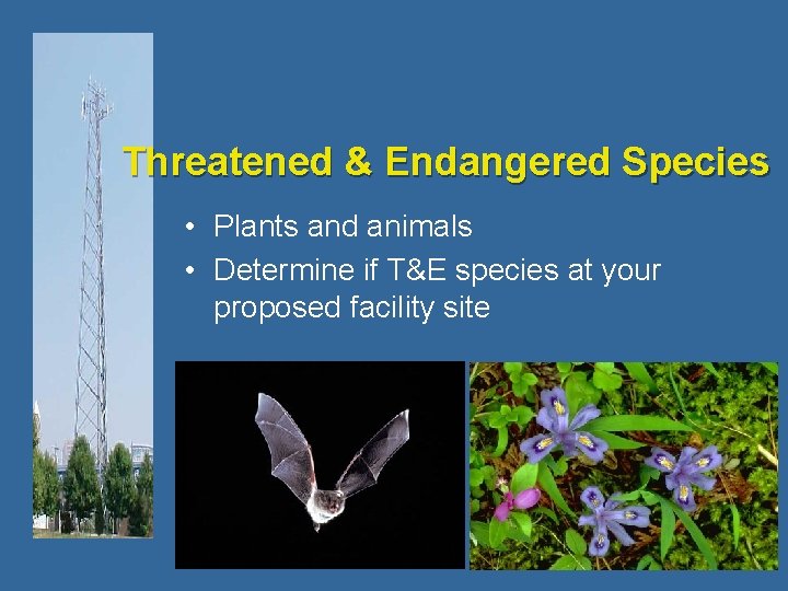 Threatened & Endangered Species • Plants and animals • Determine if T&E species at