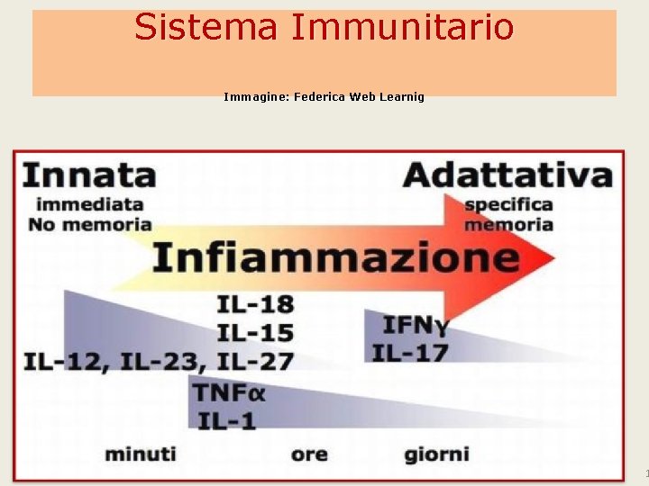 Sistema Immunitario Immagine: Federica Web Learnig 1 