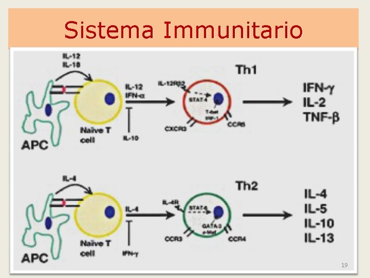 Sistema Immunitario 19 