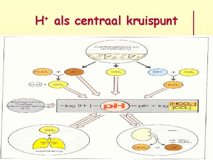 H+ als centraal kruispunt 