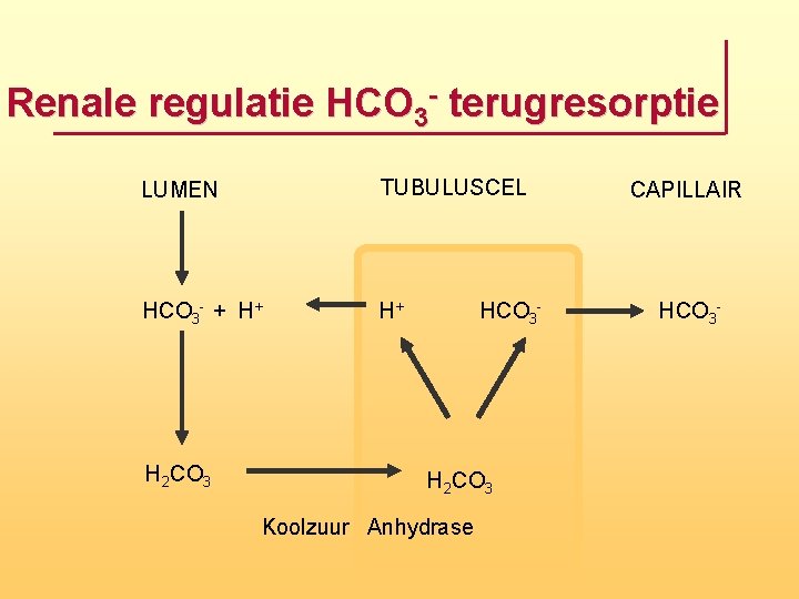 Renale regulatie HCO 3 terugresorptie LUMEN TUBULUSCEL HCO 3 - + H+ H+ H