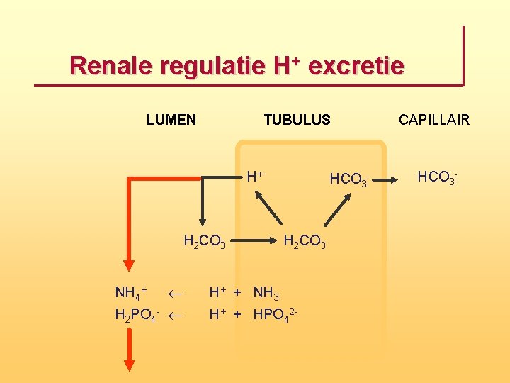 Renale regulatie H+ excretie LUMEN TUBULUS H+ H 2 CO 3 NH 4+ ¬