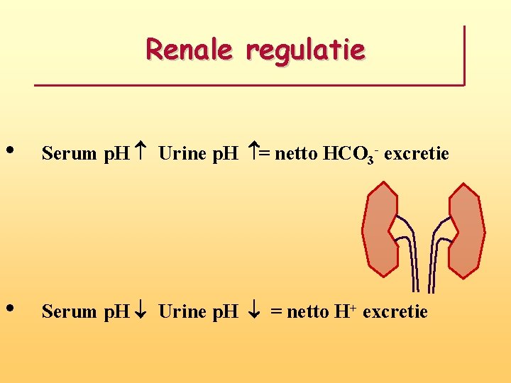 Renale regulatie • Serum p. H Urine p. H = netto HCO 3 -
