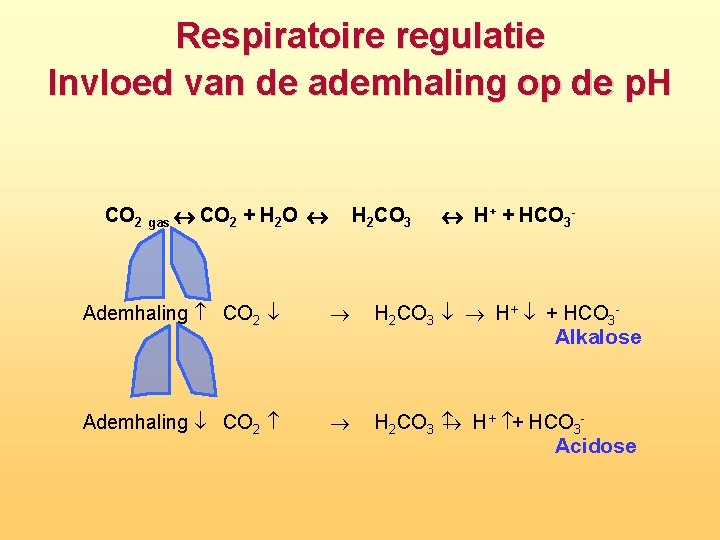 Respiratoire regulatie Invloed van de ademhaling op de p. H CO 2 gas CO