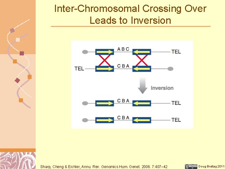 Inter-Chromosomal Crossing Over Leads to Inversion Sharp, Cheng & Eichler, Annu. Rev. Genomics Hum.