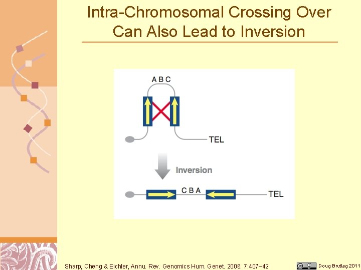 Intra-Chromosomal Crossing Over Can Also Lead to Inversion Sharp, Cheng & Eichler, Annu. Rev.