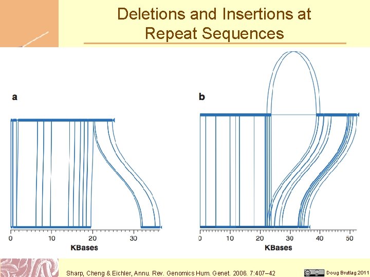 Deletions and Insertions at Repeat Sequences Sharp, Cheng & Eichler, Annu. Rev. Genomics Hum.