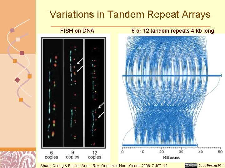 Variations in Tandem Repeat Arrays FISH on DNA 8 or 12 tandem repeats 4