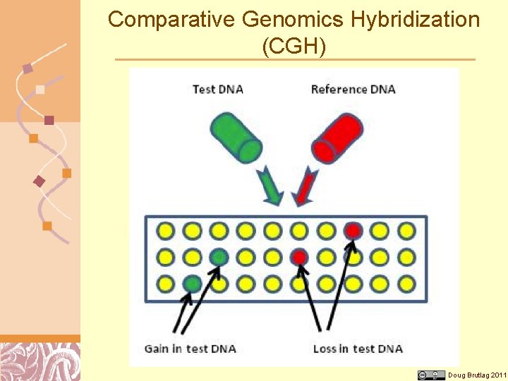 Comparative Genomics Hybridization (CGH) Doug Brutlag 2011 