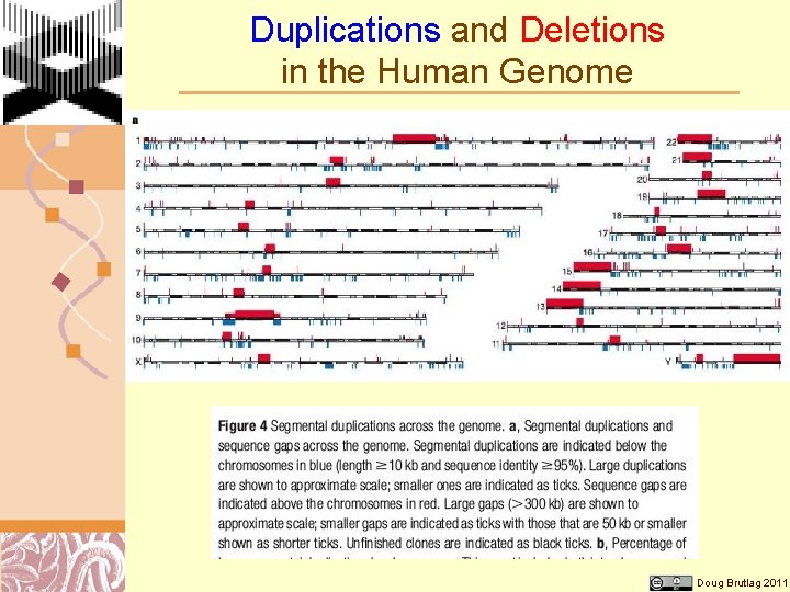 Duplications and Deletions in the Human Genome Doug Brutlag 2011 