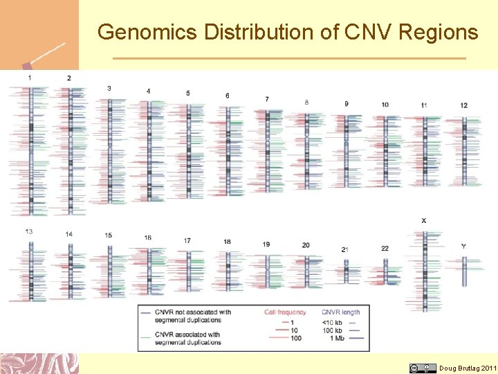 Genomics Distribution of CNV Regions Doug Brutlag 2011 