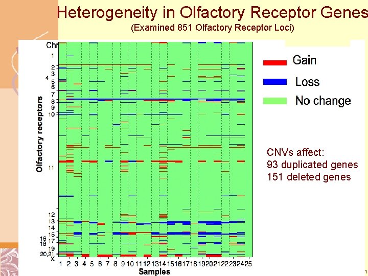 Heterogeneity in Olfactory Receptor Genes (Examined 851 Olfactory Receptor Loci) CNVs affect: 93 duplicated