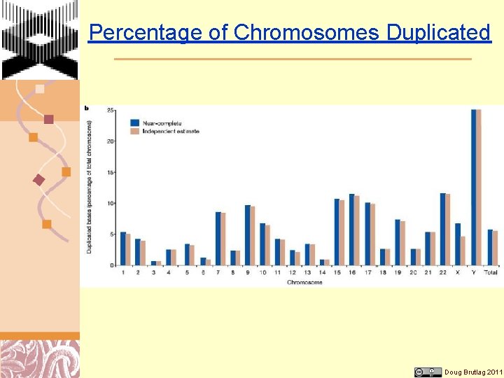 Percentage of Chromosomes Duplicated Doug Brutlag 2011 