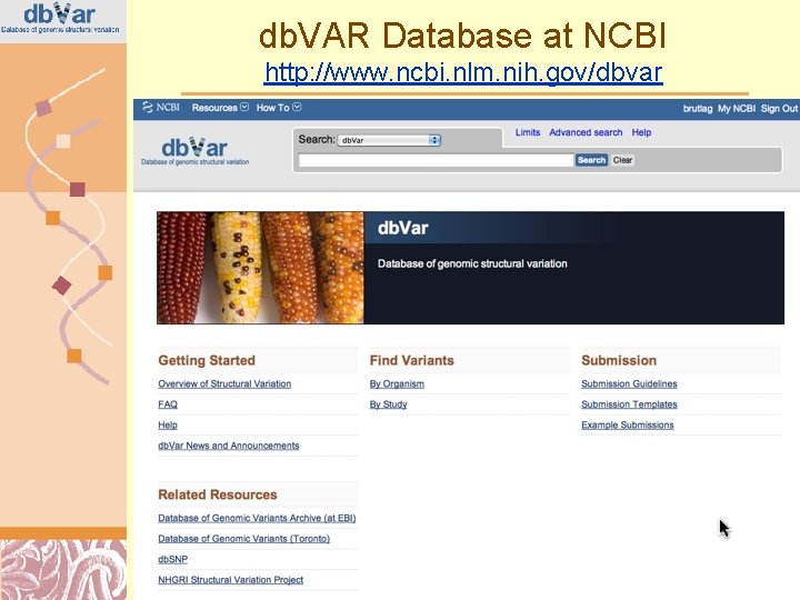 db. VAR Database at NCBI http: //www. ncbi. nlm. nih. gov/dbvar Doug Brutlag 2011