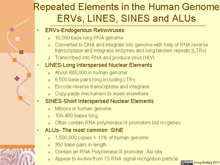 Repeated Elements in the Human Genome ERVs, LINES, SINES and ALUs • ERVs-Endogenous Retroviruses